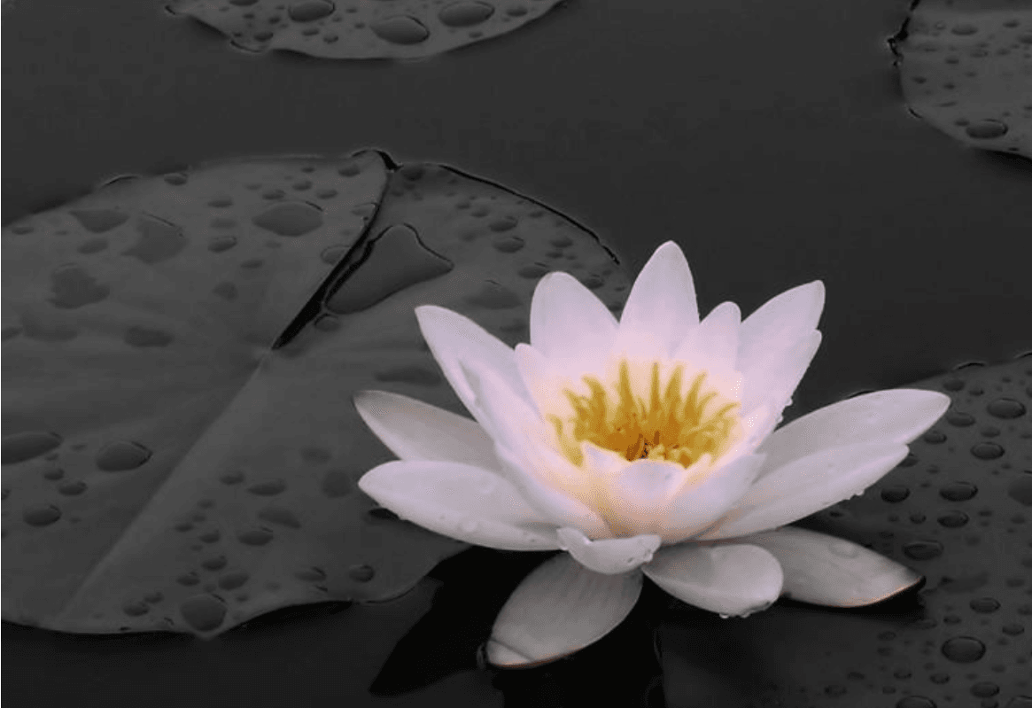 Self-compassion is a necessary practice especially when we didn’t receive a lot of it growing up.